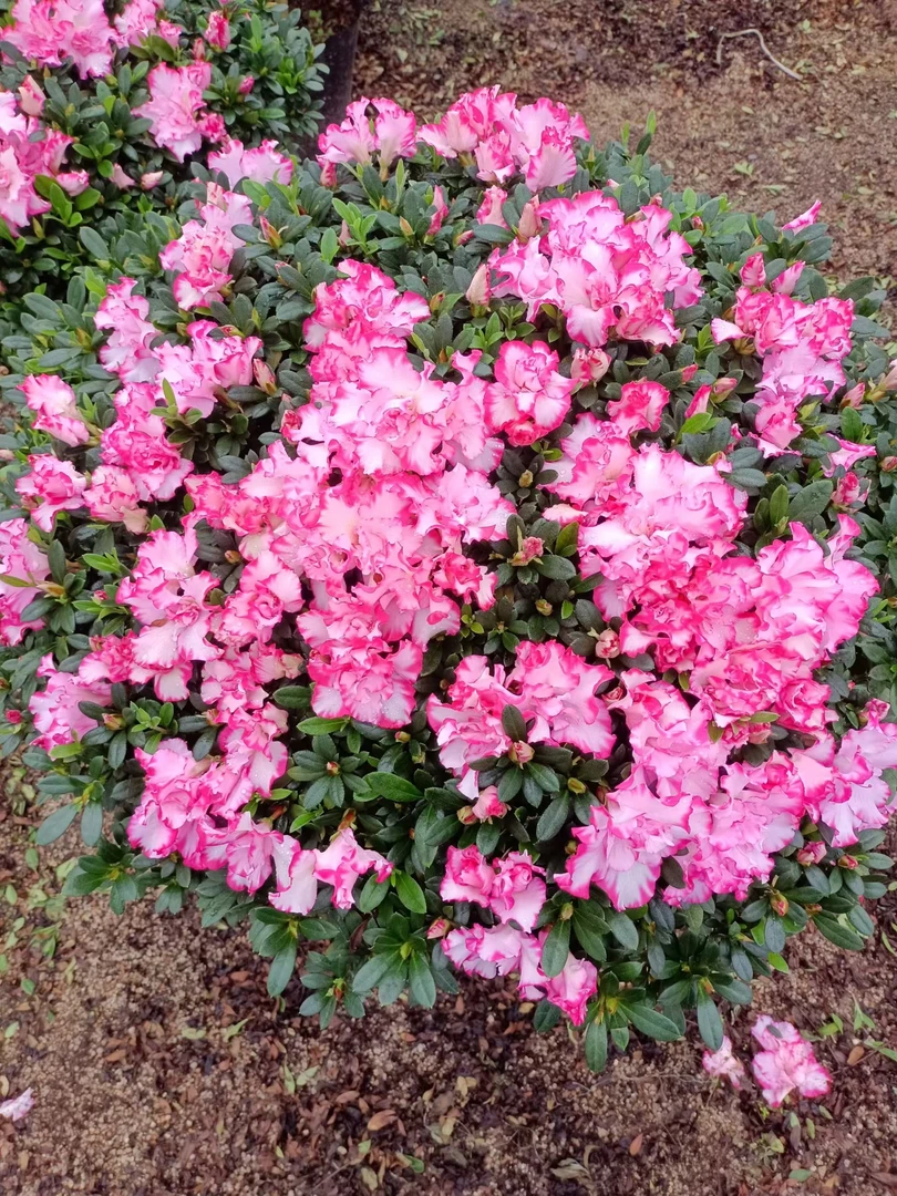 小颗西玛杜鹃花 易打理好养活