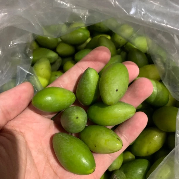 本地老树青果子新鲜橄榄入口清香底蕴好