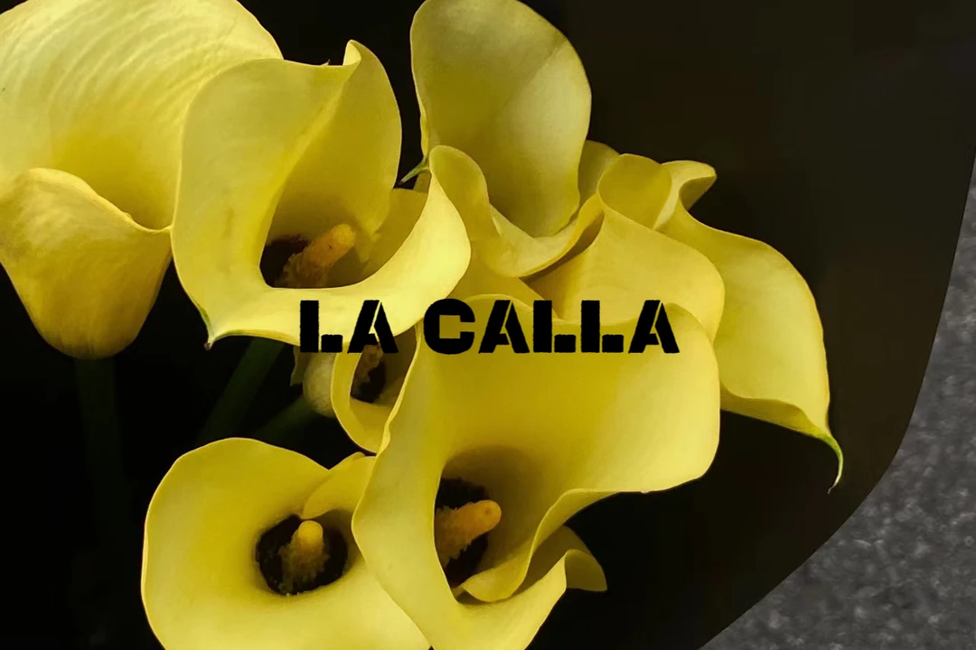 沈球球【随机服装一件】百搭随机设计师时尚设计感服装T裤