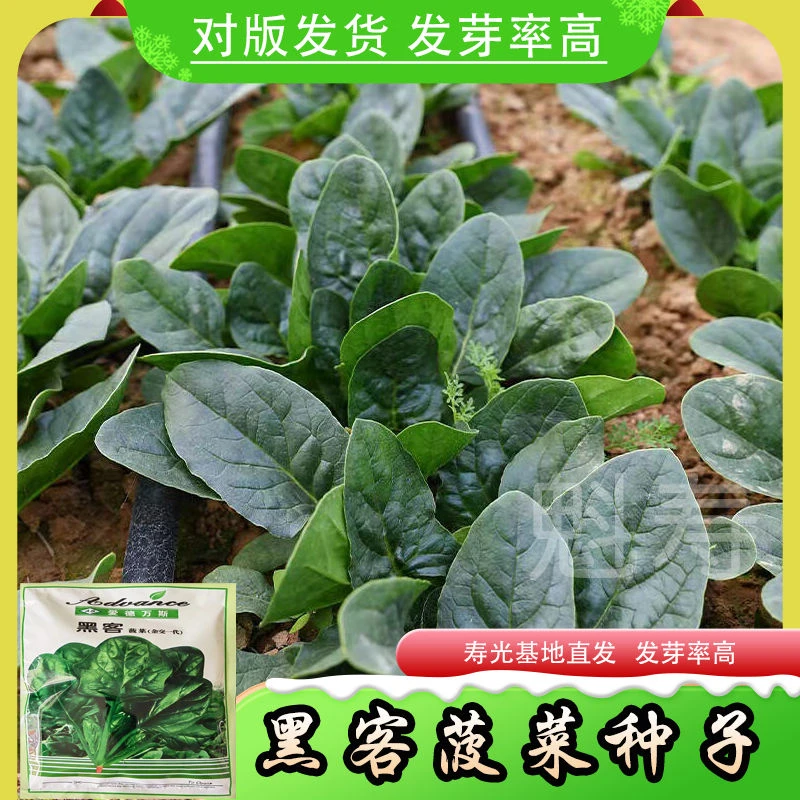 黑客菠菜种子 扯根菜种子 日本杂交一代抗病高产春秋250g原装包邮