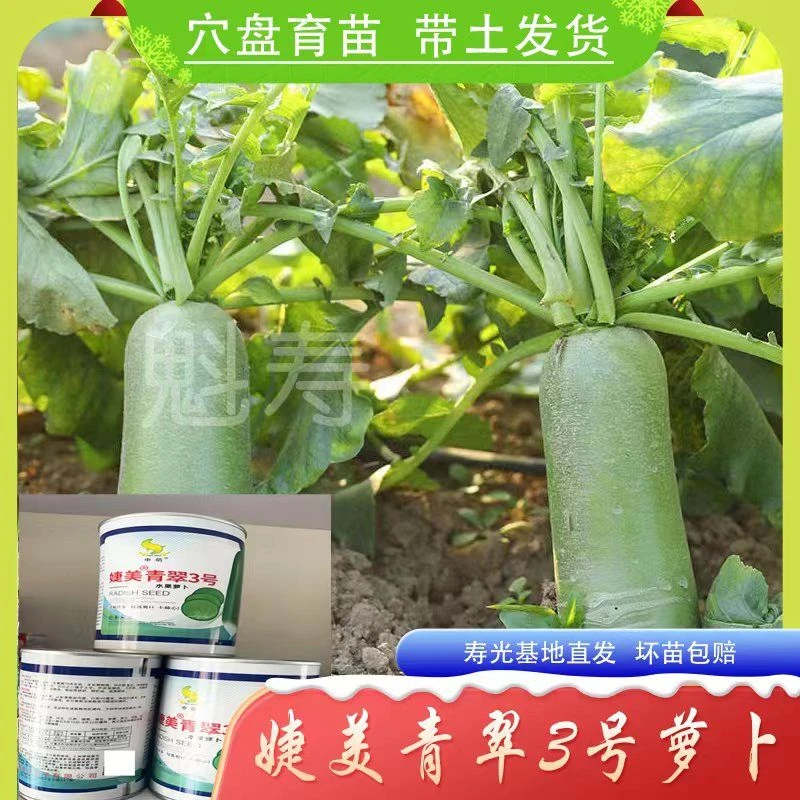 婕美青翠3号水果萝卜种子