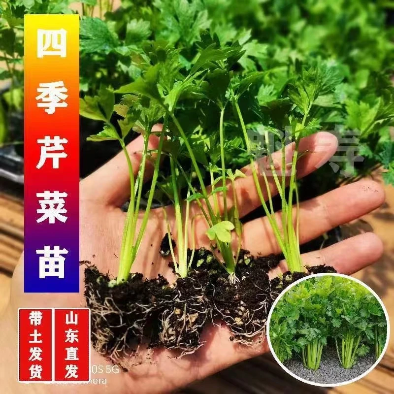 寿光西芹苗四季小香芹秧苗优质芹菜苗南北方阳台盆栽种蔬菜种籽苗
