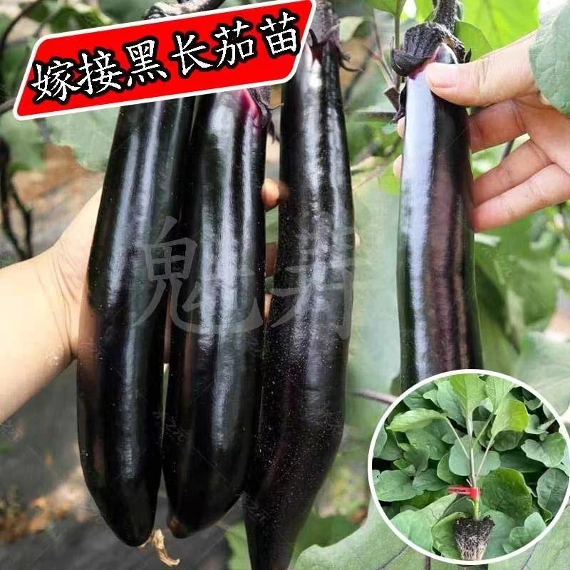 高产抗病寿光嫁接茄子苗紫黑圆茄黑宝黑帅大龙长茄秧苗杭茄盆栽