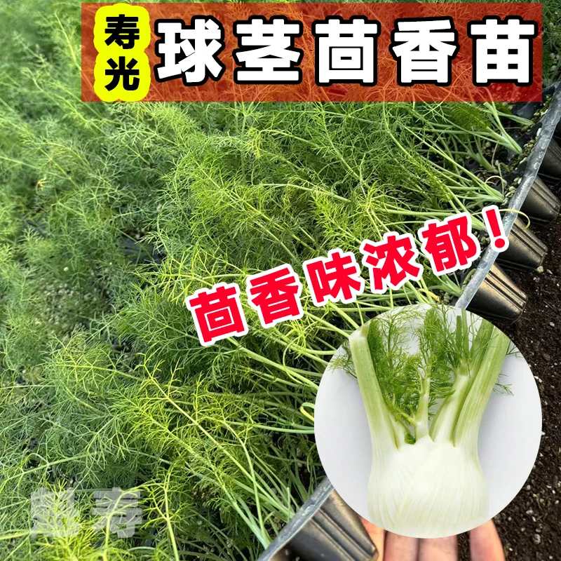 结球茴香苗秧种子四季盆栽阳台春秋球茎大田割茬茴香种籽食用蔬菜