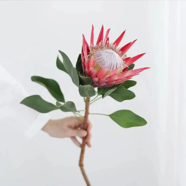 【花伴优选】南非系列帝王花公主佛塔高端轻奢 家居插花软装必备
