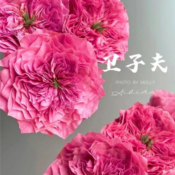 【11.11花伴优选】卫子夫单头玫瑰 品牌基地云南鲜花优质浪漫鲜花