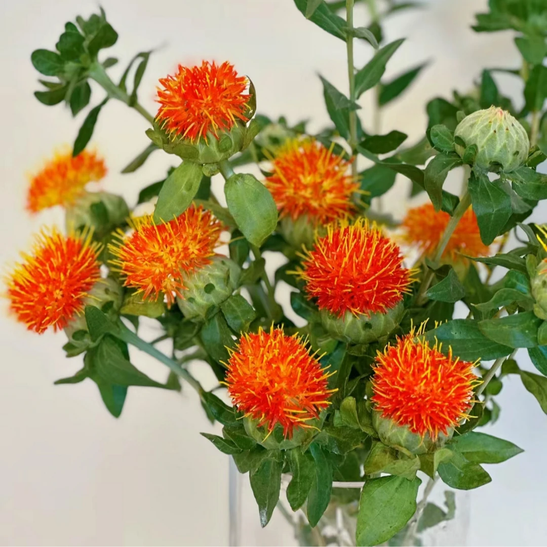 【花伴优选】A级橙菠萝 小众花材家居室内插花装饰优选 云南鲜花