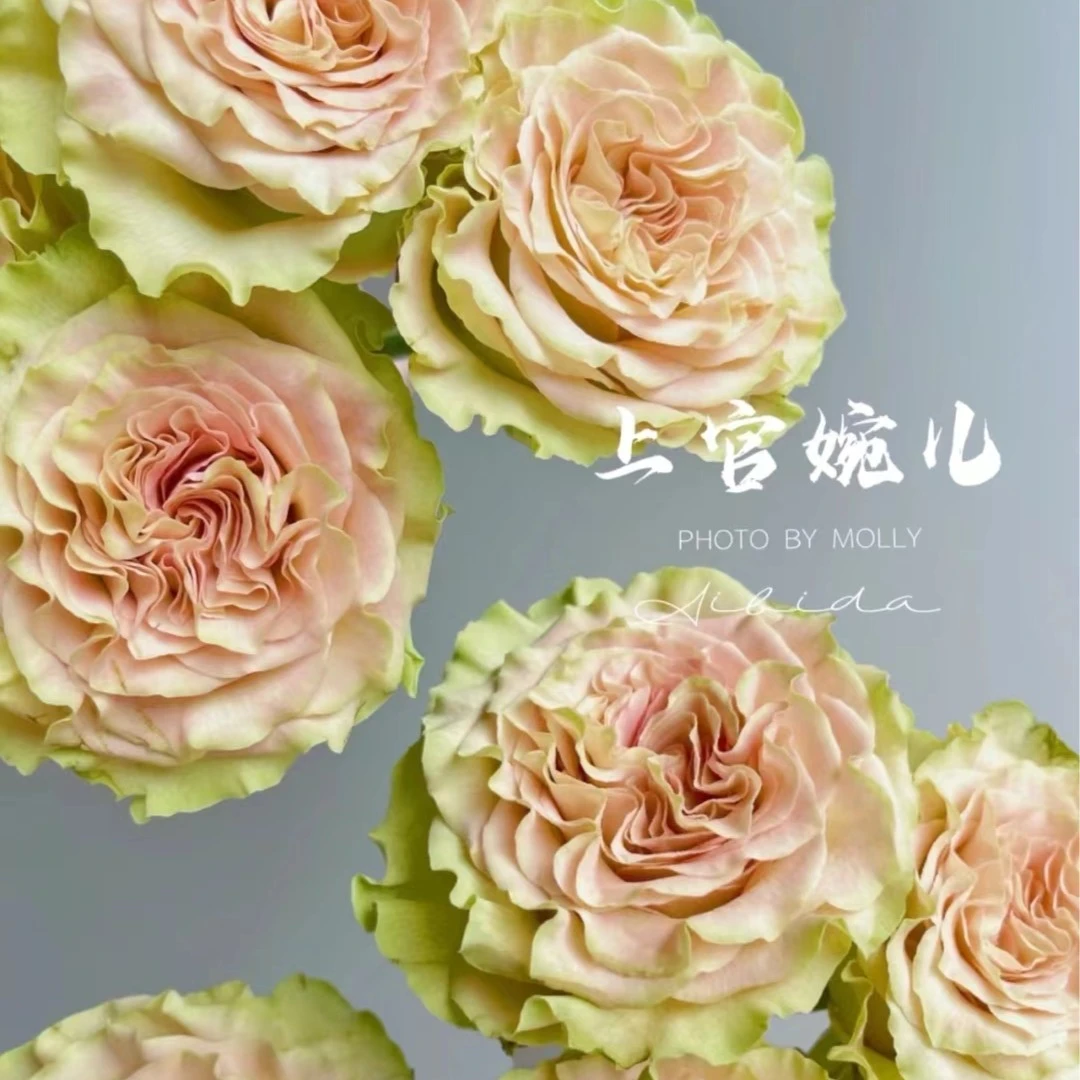 【花伴优选】上官婉儿单头玫瑰 品牌基地 星花怒放优质浪漫云南鲜花