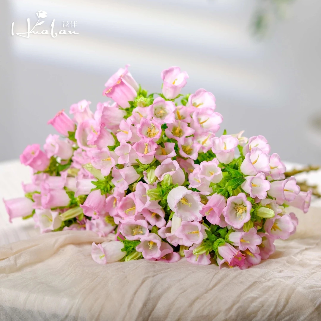 【花伴优选】A级风铃花 铃铛花型小仙女花材易养护家居装饰云南花材