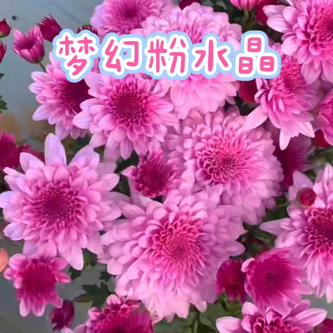【梦幻粉水晶】阳台庭院地栽盆栽花卉绿植