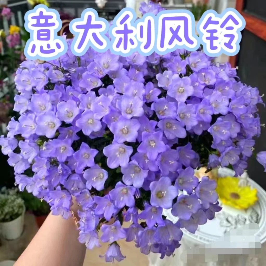 【意大利风铃】阳台小仙女盆栽花卉紫色，花期超长