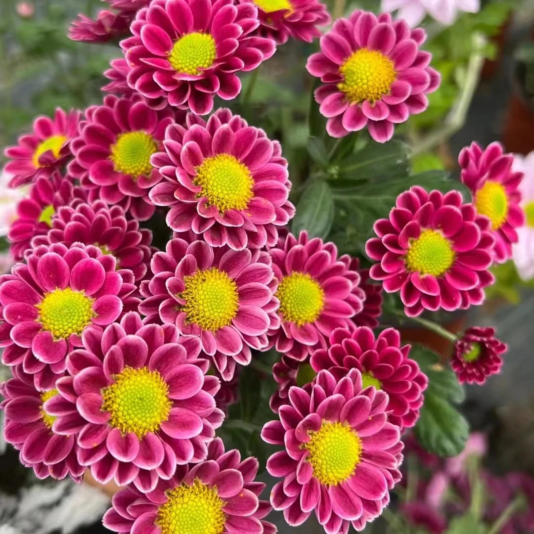 【吉祥】清新可爱花卉绿植盆栽耐热耐运输粉色夏季网红款