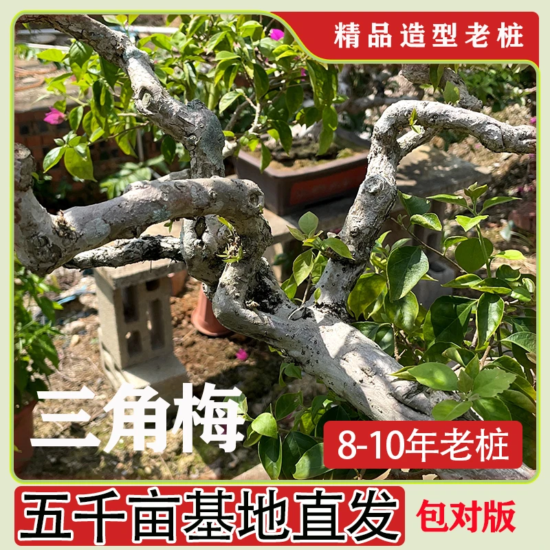 三角梅原生老桩精品老桩盆景三角梅（一物一拍）