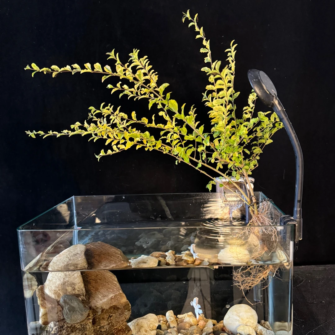 水培绿植 水晶女贞 鱼缸造景 直播间一物一拍