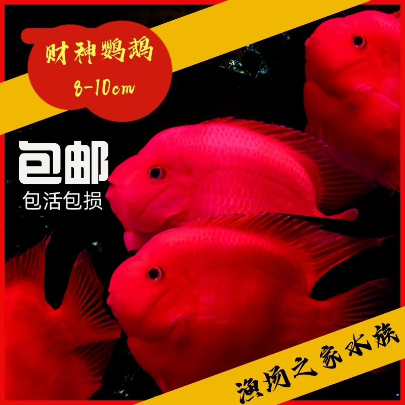 海南血红鹦鹉鱼8cm-10cm尺寸热带观赏鱼水族活体混养淡水鱼活体