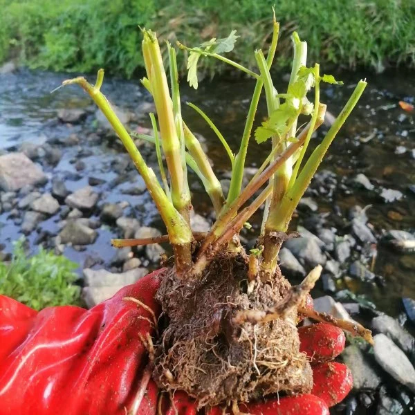 野生水芹菜苗 带根 水芹菜苗种籽 四季菜水培食用蔬菜净水质盆栽