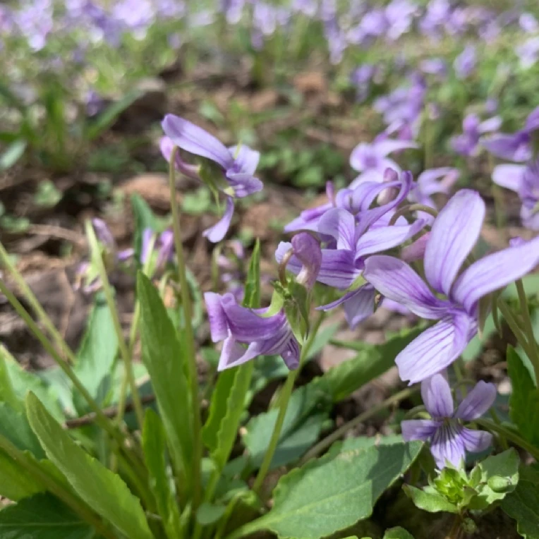 新鲜野紫花地丁犁头草苦地丁草茶农家现采各种野菜现摘现发货