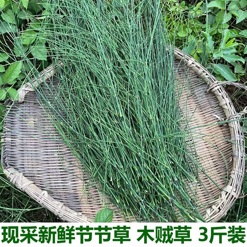 新鲜节节草野生土木贼草锁眉草笔杆草节骨草锉草问荆现采顺丰包邮