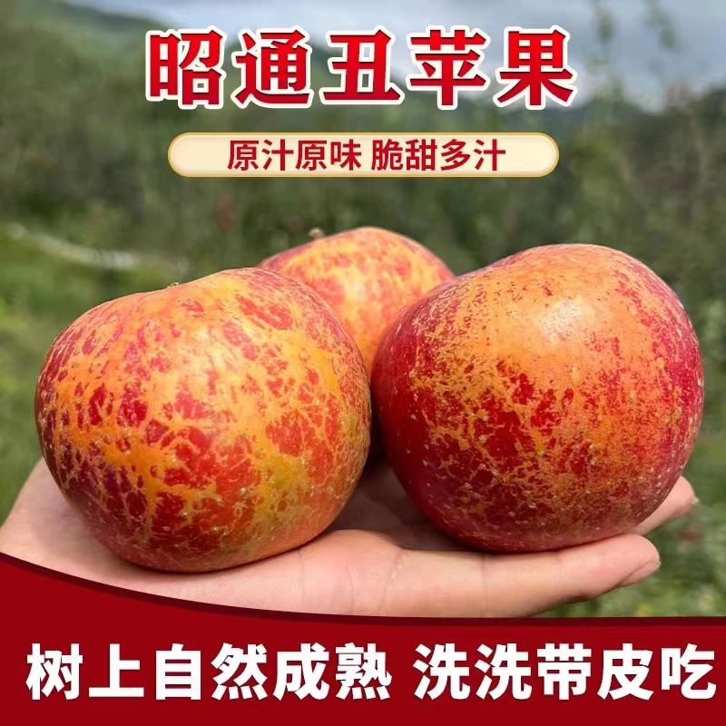 当季正宗昭通苹果现摘现发脆甜丑苹果冰糖心新鲜苹果5/10斤包邮
