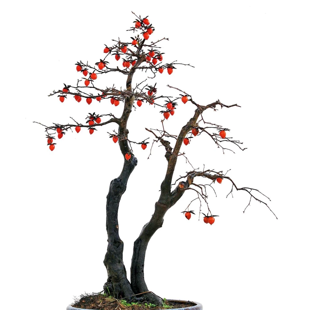 嫁接老鸦柿品种桩不直播勿拍