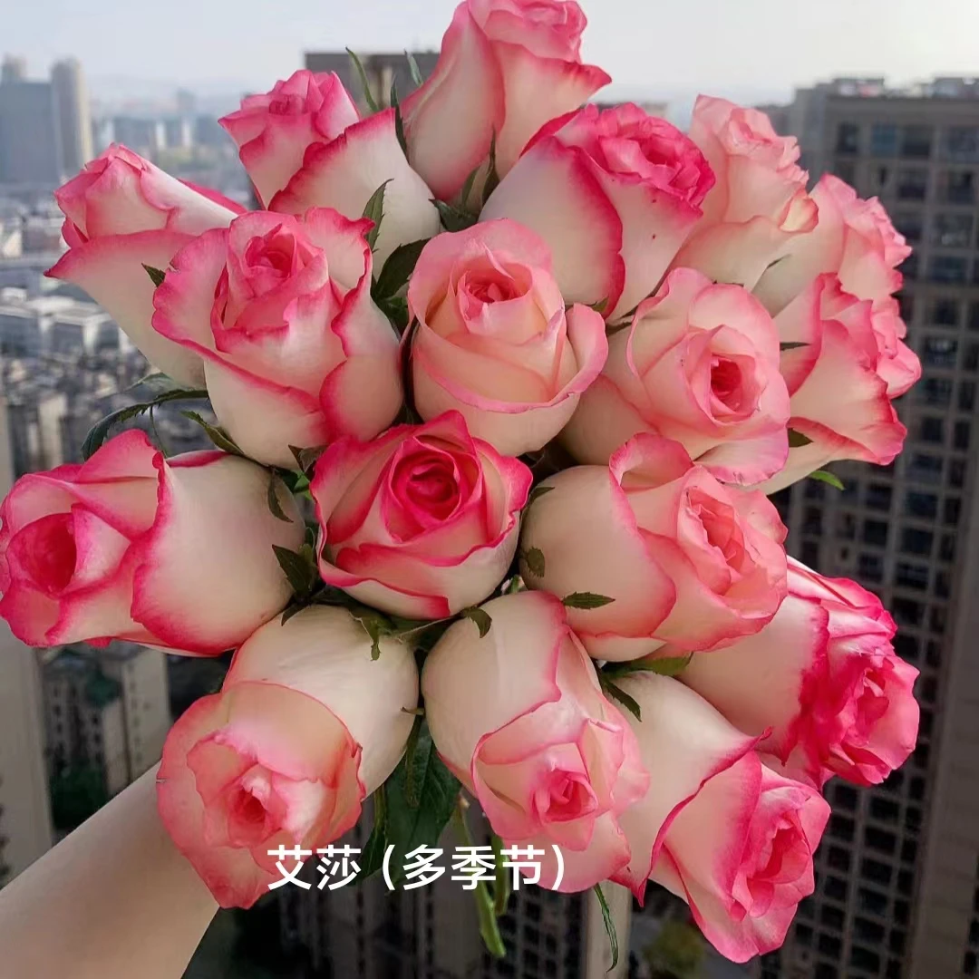 叶春的那些花儿   灌木月季（二）三颗包邮，一颗不发