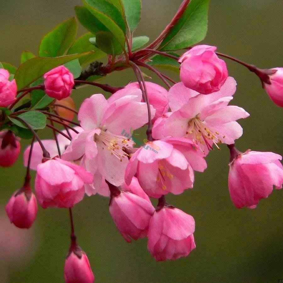 垂丝海棠花盆栽老桩造型盆景庭院四季好养开花植物西府海棠树苗