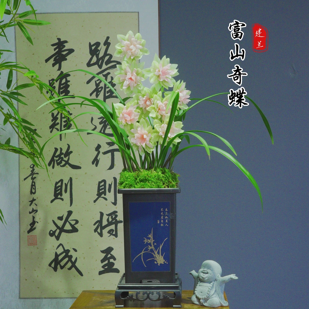 建兰名品 富山奇蝶 浓香型 阳台绿植盆栽 花卉 四季兰