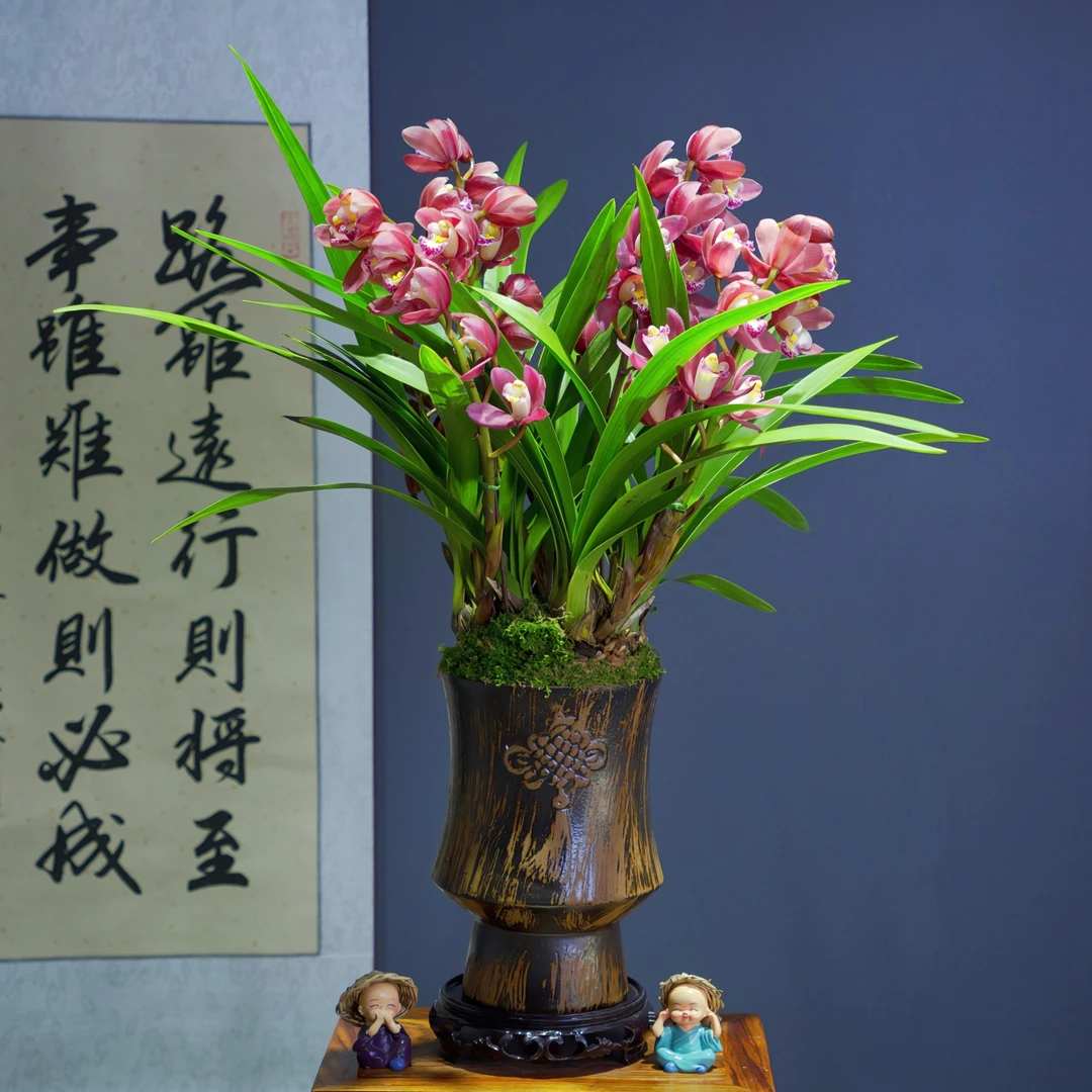 兰花[胭脂粉黛]带花苞浓香型带陶瓷盆种好勤花勤芽好养易活