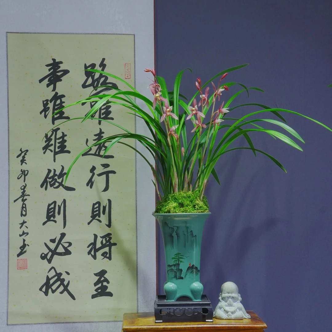 建兰铭品[市长红]带李白陶瓷盆种好适合新手好养易活四季春天
