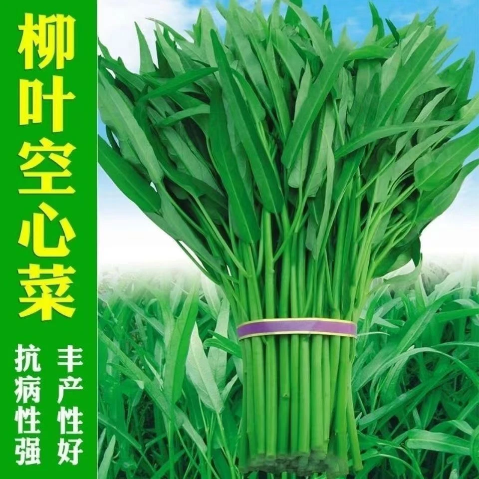 原装四季柳叶尖叶细叶空心菜种子播阳台盆栽蔬菜种子小叶空心菜