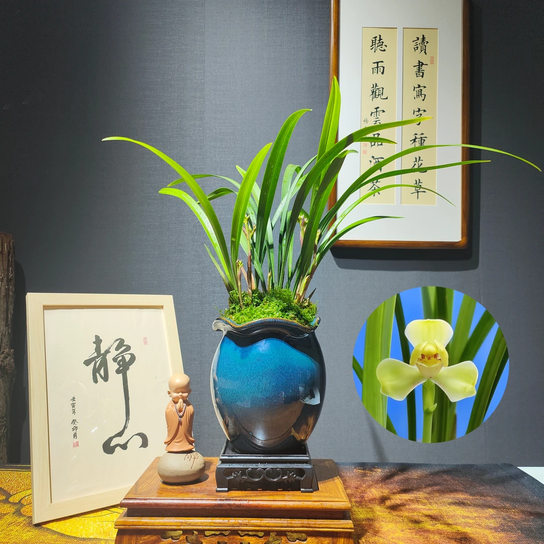 中华水仙建兰铭品阳台庭院客厅办公室兰花水仙瓣浓香盆栽花卉绿植