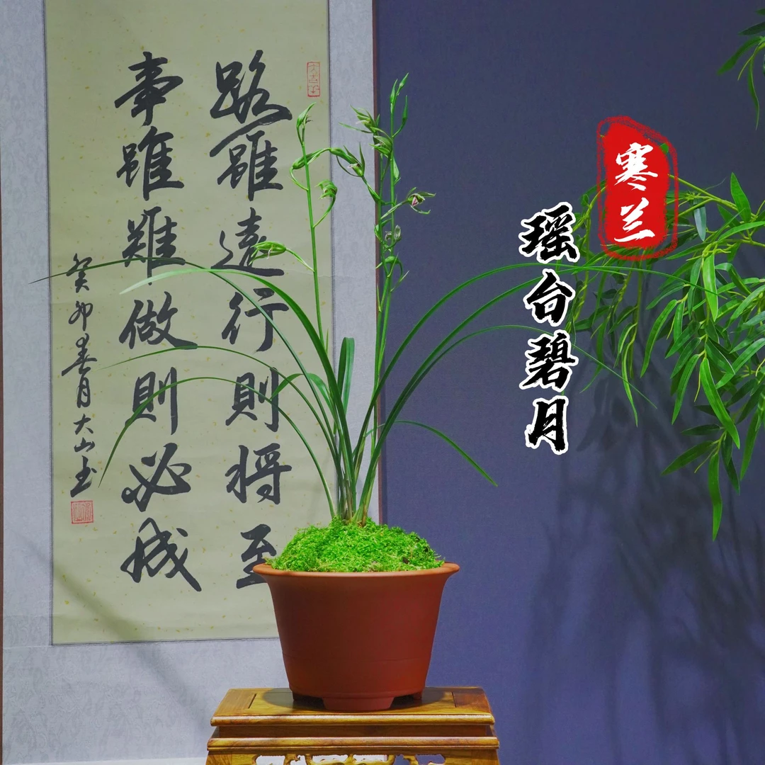 寒兰[瑶台碧月]带紫砂盆带花种好适合新手好养易活养护四季