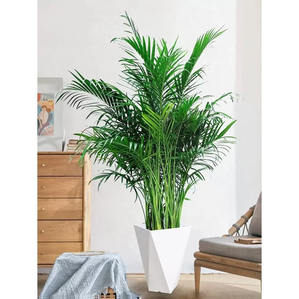 富贵椰子树1.1米-1.3米散尾葵室内百搭绿植简单好养