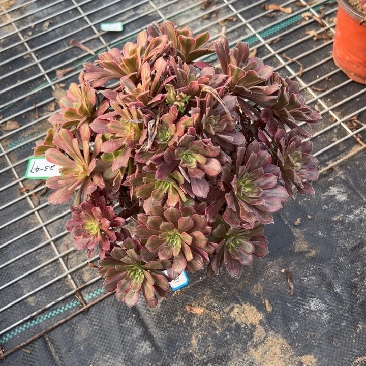 多肉粉姬不包损23+47