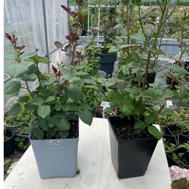 月季3升盆栽(根接苗集合)经典新品原盆原土观赏开花植物包对版