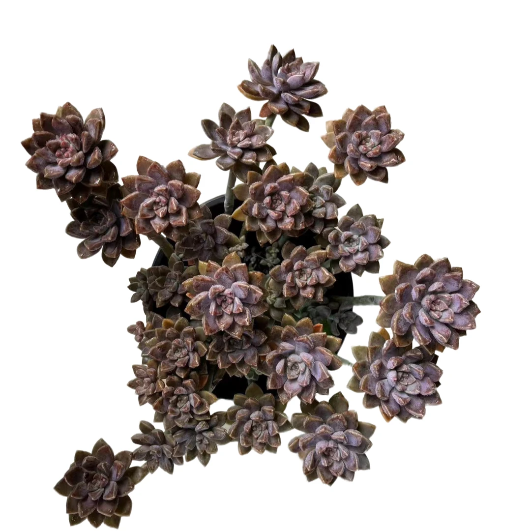 造型阿伦培多肉植物  满19.9包邮  皮实好养护好种植