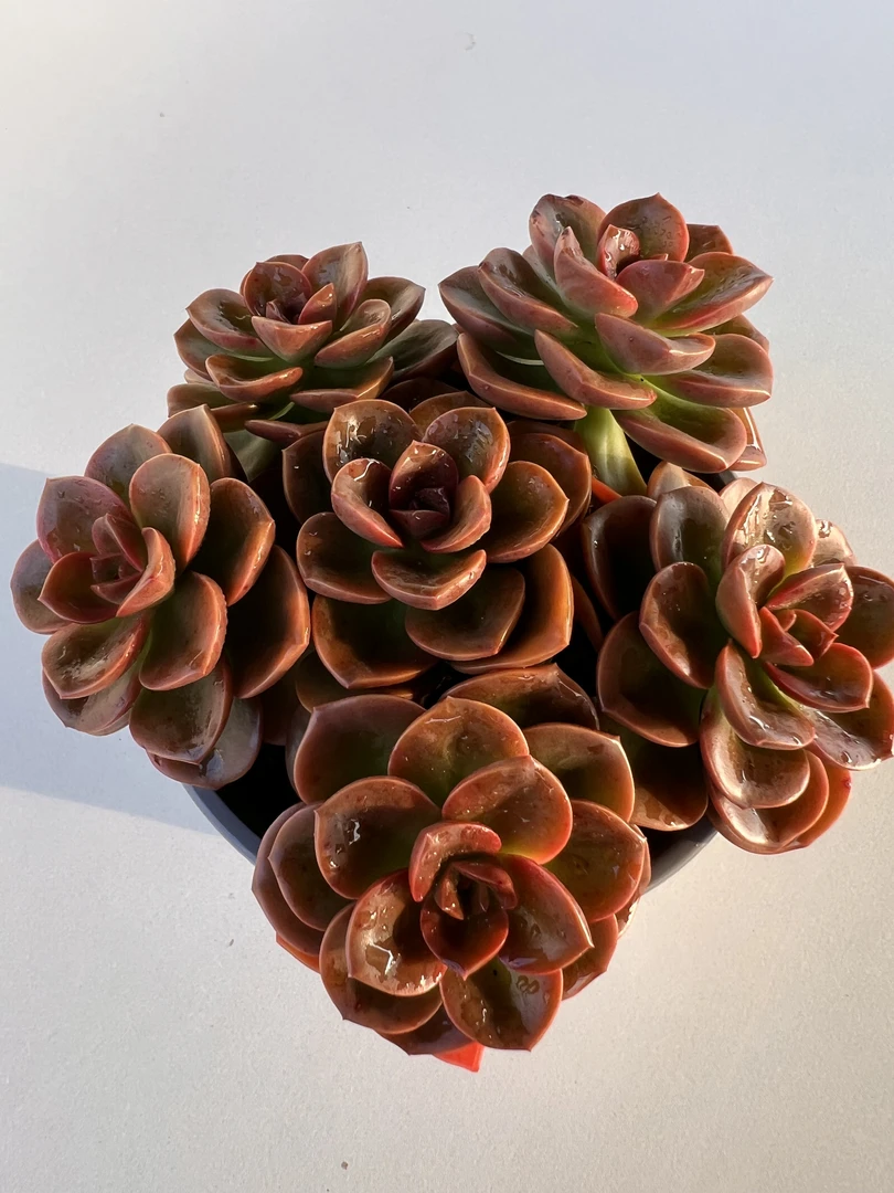 巧克力玫瑰 满19.9包邮  多肉植物  直播间展示为标准
