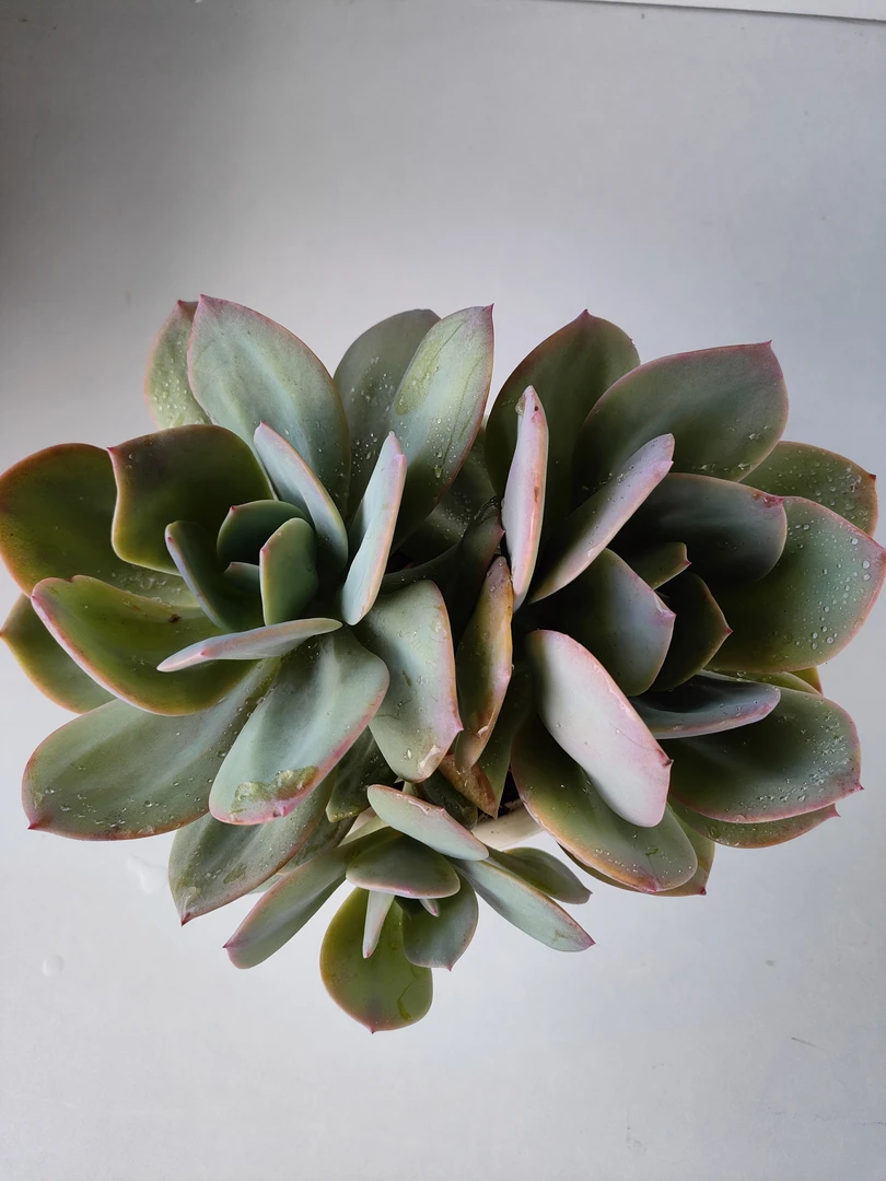血凤 满19.9包邮  多肉植物  直播间展示为标准