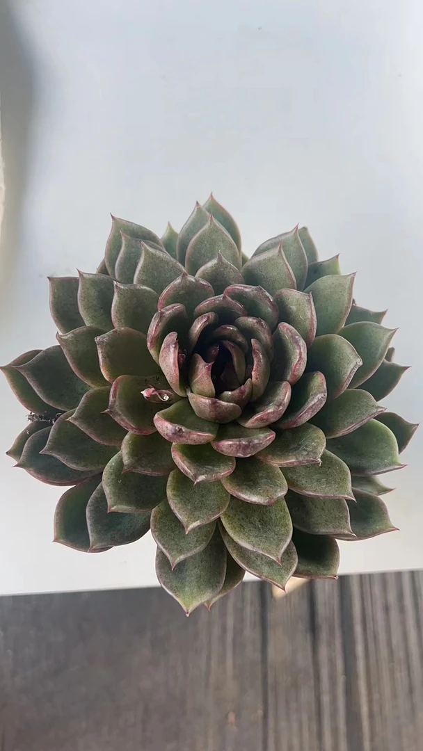 黑水晶玫瑰 满19.9包邮  多肉植物  直播间展示为标准