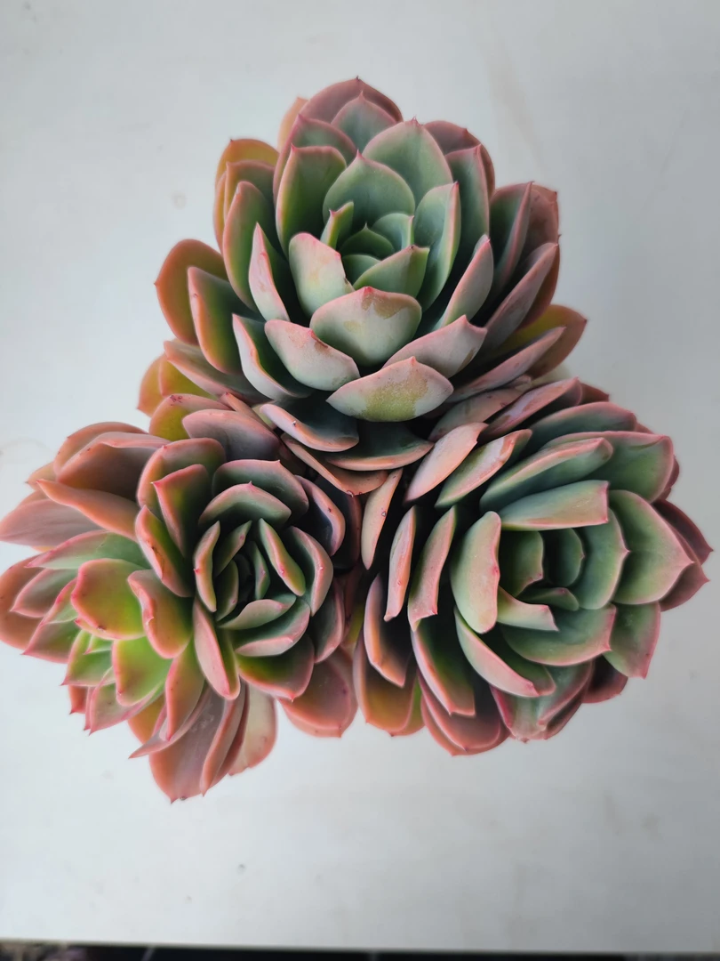 绮罗 满19.9包邮  多肉植物  直播间展示为标准