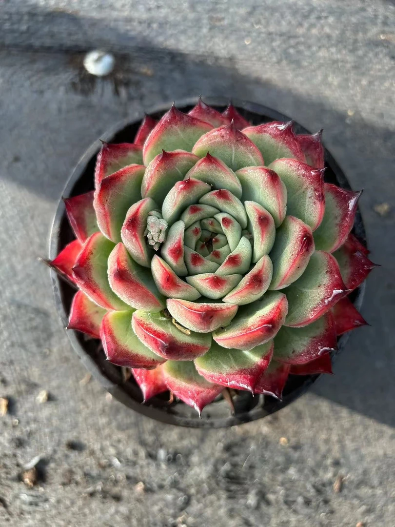 篝火 满19.9包邮  多肉植物  直播间展示为标准
