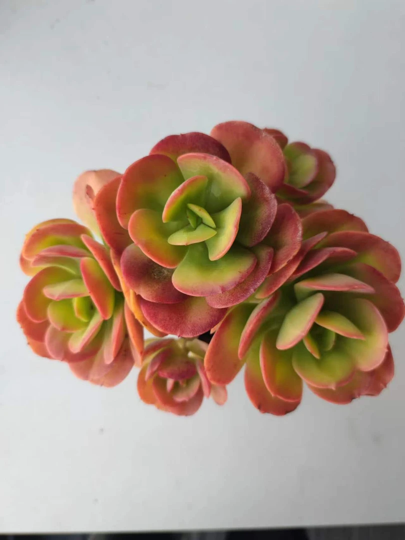 红梅 满19.9包邮  多肉植物  直播间展示为标准