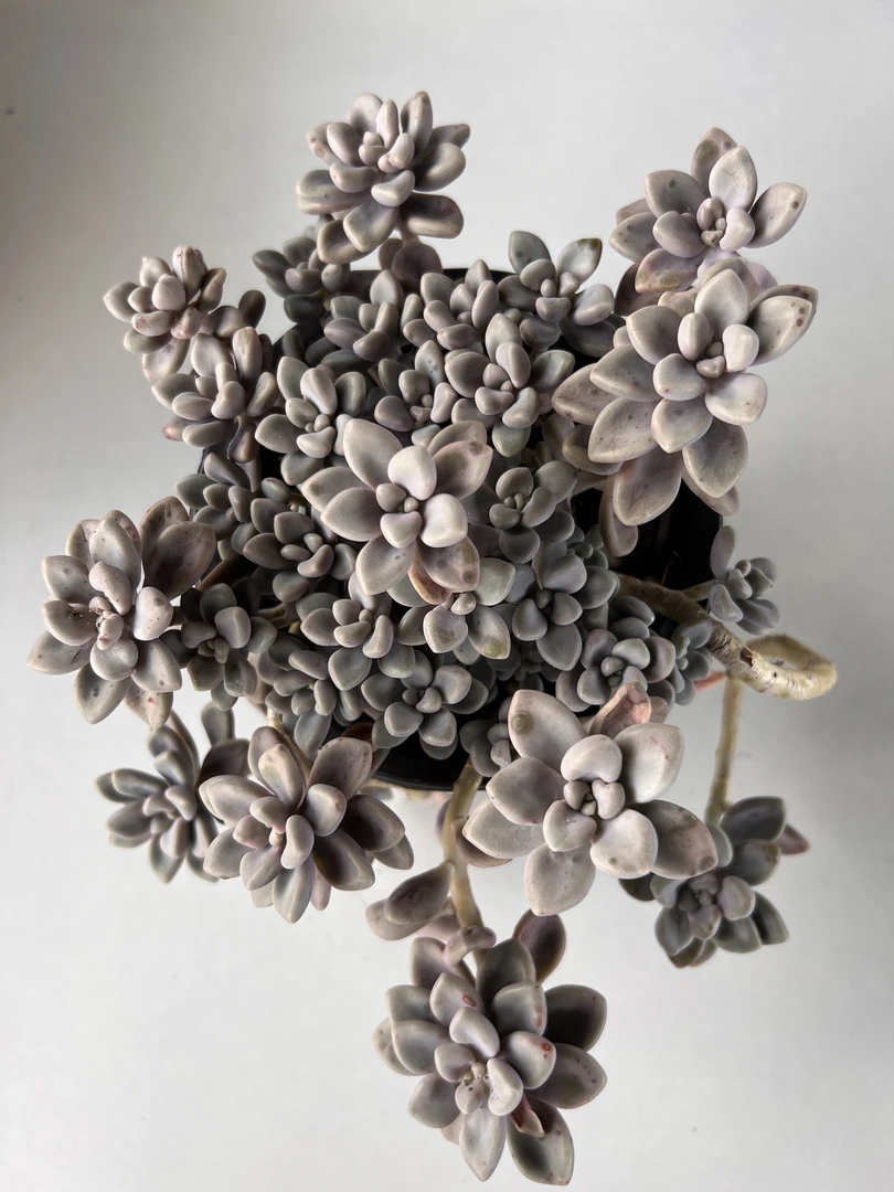 艾伦 满19.9包邮  多肉植物  直播间展示为标准