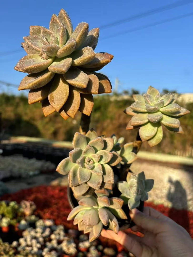 老桩淡雪多肉植物  满19.9包邮 以直播间实物为准