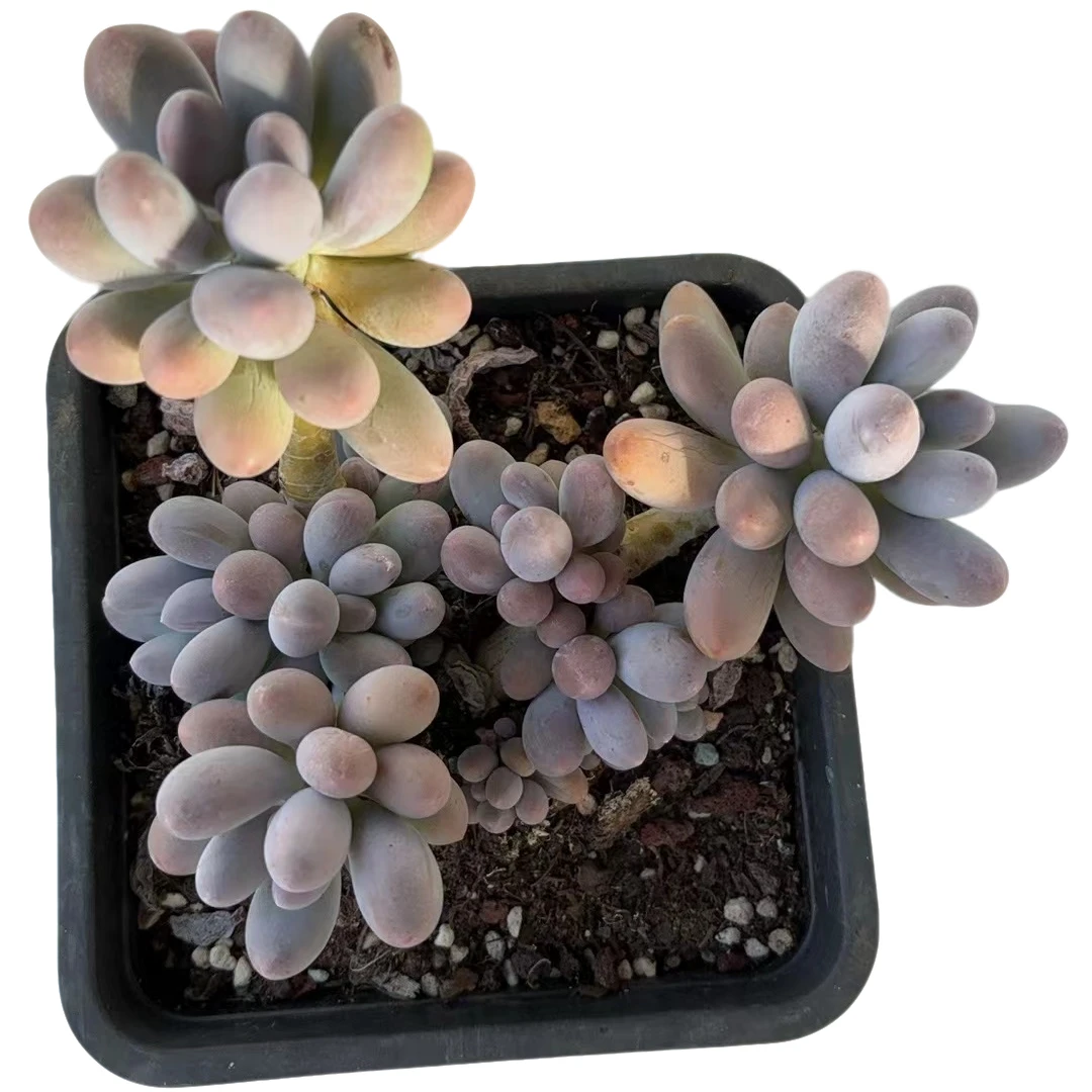精品汤圆多肉植物 满19.9包邮 多肉植物 直播间展示为标准