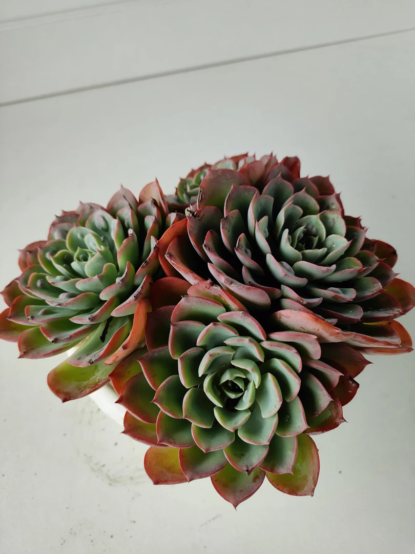 宝塔雨滴多肉植物  满19.9包邮  落地生根皮实好养