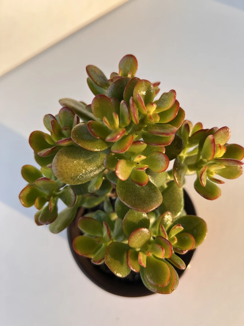 姬红花 满19.9包邮  多肉植物  直播间展示为标准