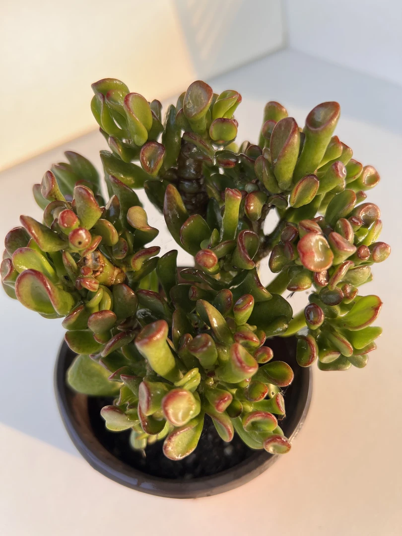 吸米树 满19.9包邮 多肉植物 直播间展示为标准