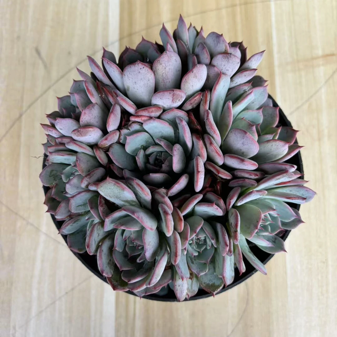 劳伦斯多肉植物  满19.9包邮 基地直发漂亮好养护