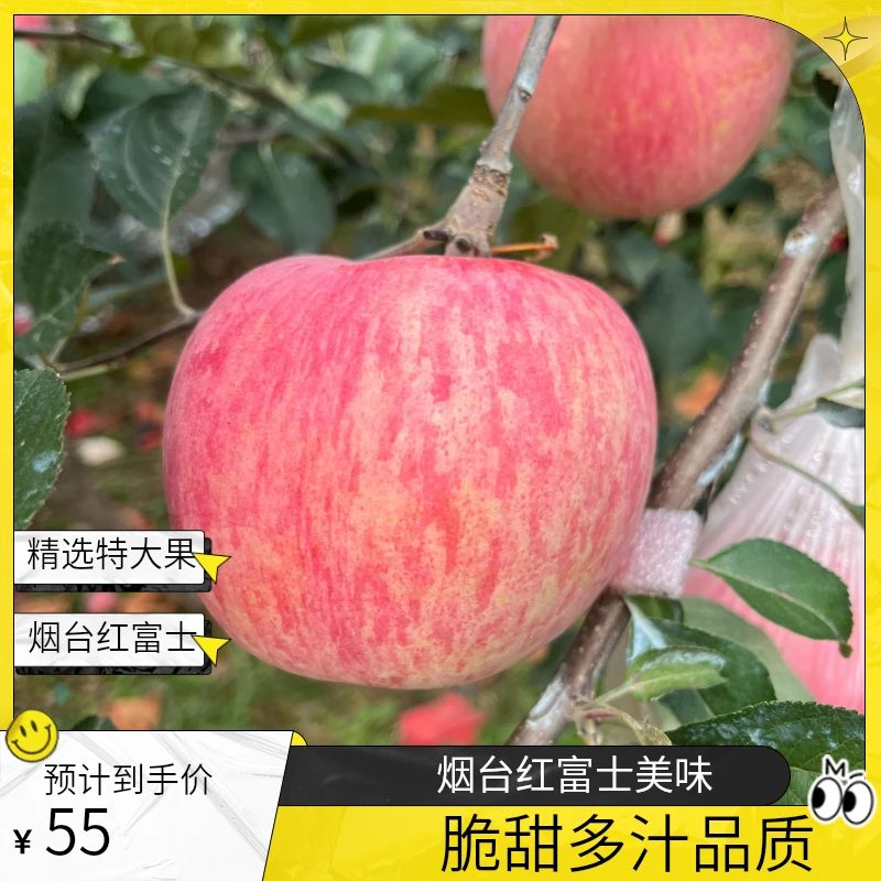 [品质交付]烟台正宗红富士苹果脆甜多汁现摘现发新鲜水果9枚12枚